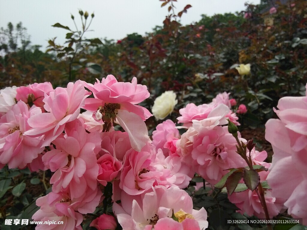 蔷薇花
