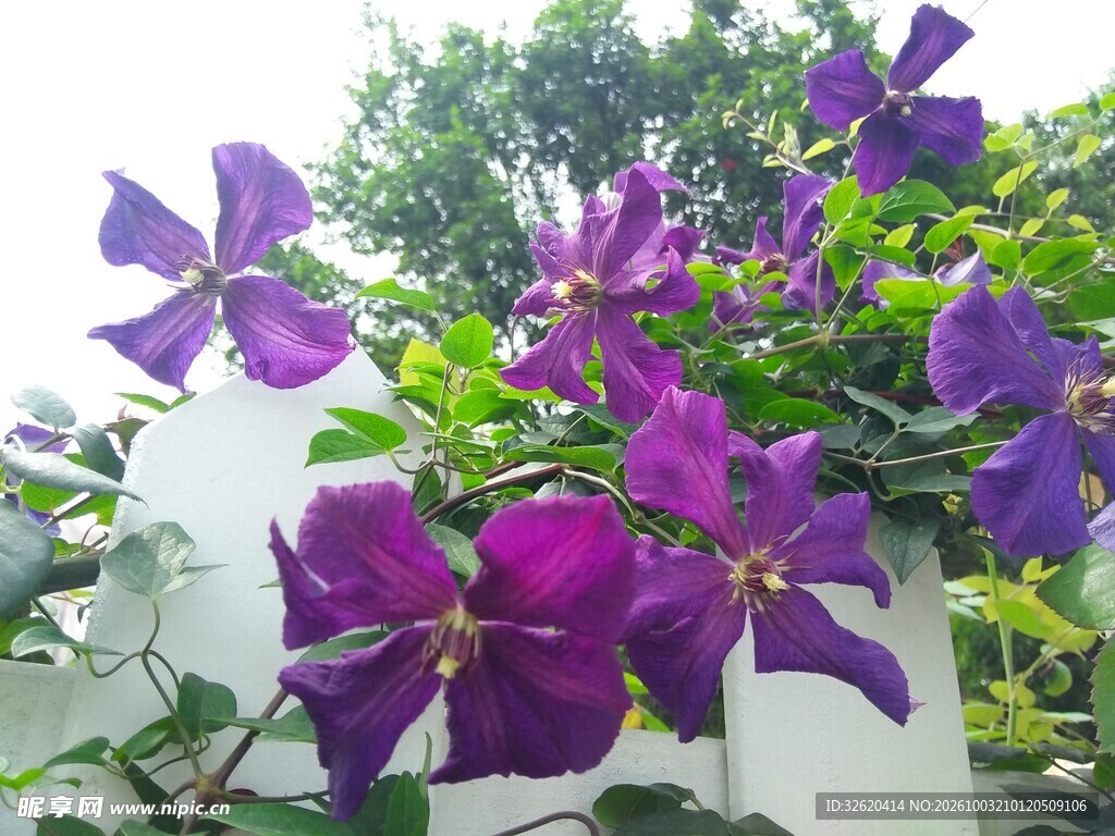 紫色铁线莲盛放