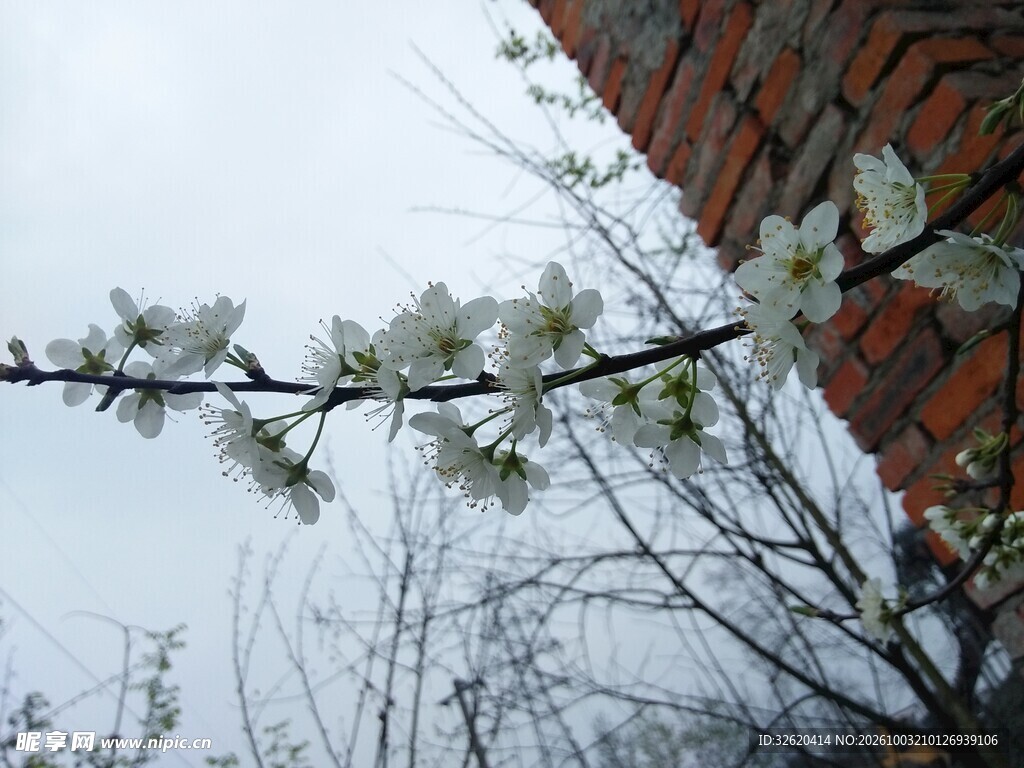 檐下春日白花枝