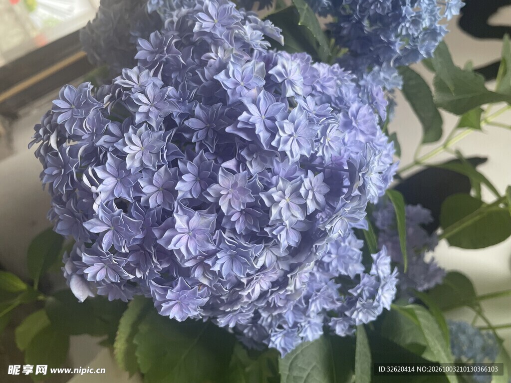 蓝紫色绣球花