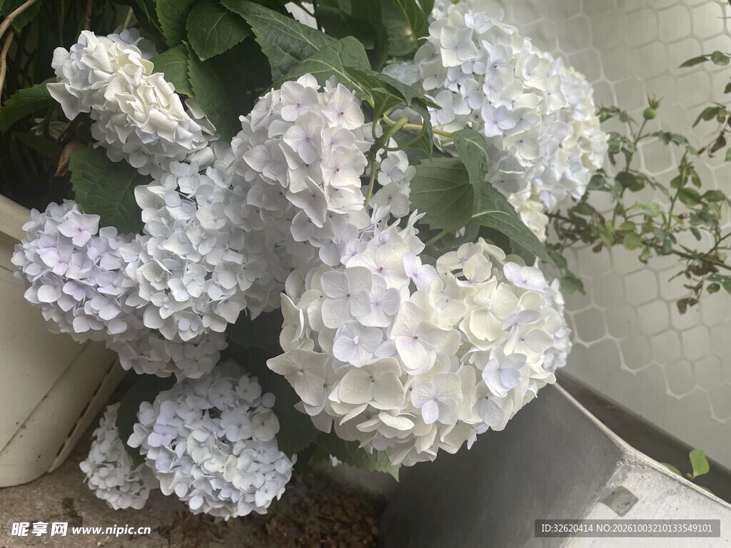 浅紫绣球花束