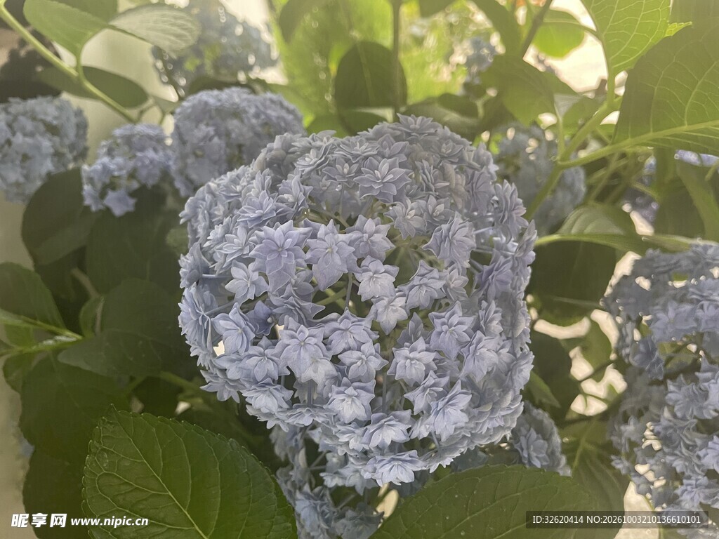 绣球花 