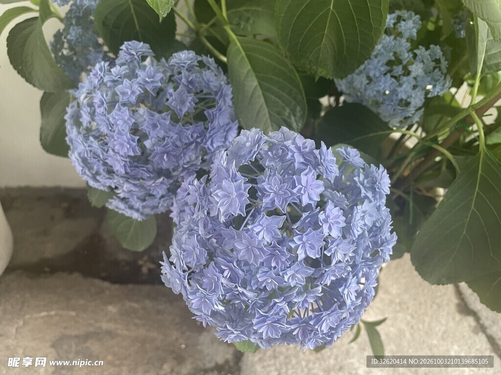 淡蓝绣球花