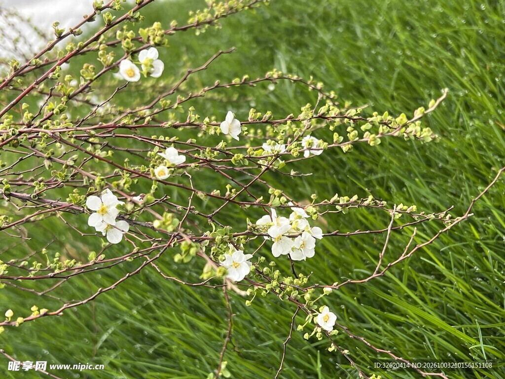 春日白花枝清新景致