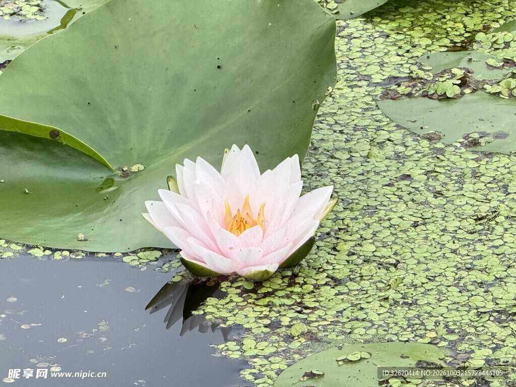 池塘里的粉色睡莲