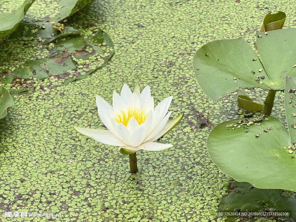 浮萍间的白睡莲