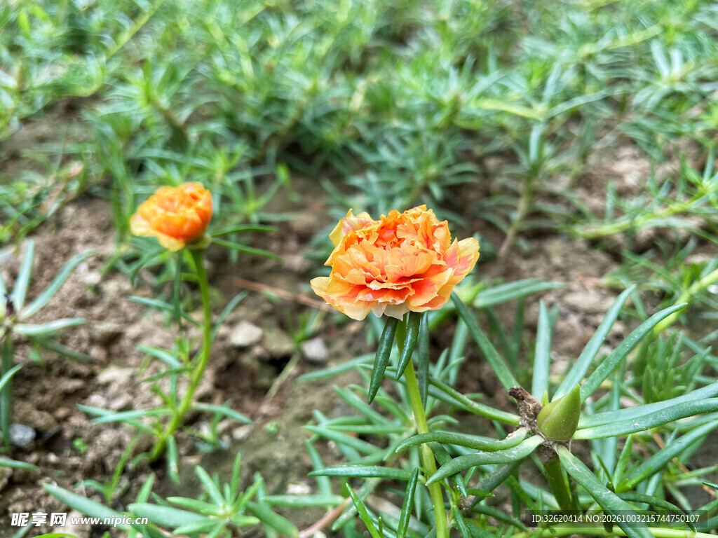 橙色重瓣太阳花