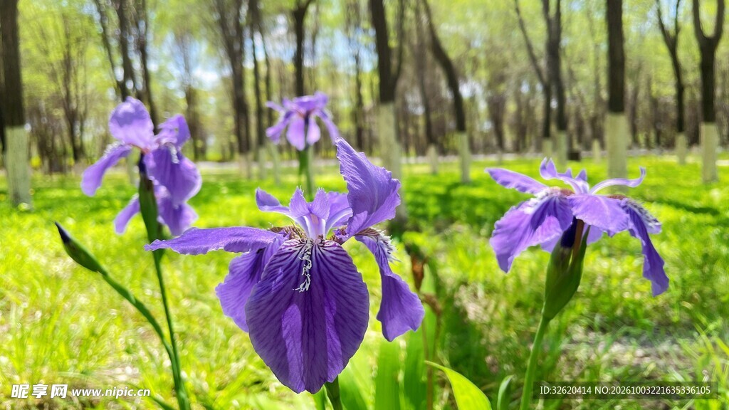 林间紫色鸢尾花