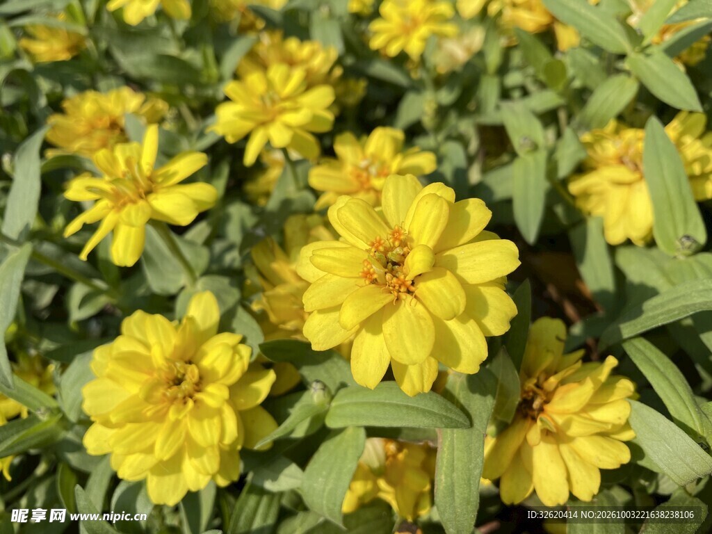 盛开黄色百日菊