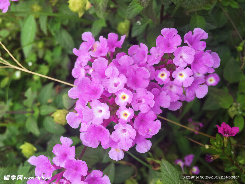 紫花马缨丹花簇