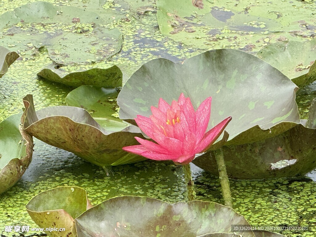 池塘中的粉色睡莲