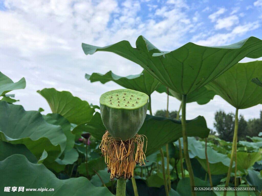 夏日荷塘莲蓬风光