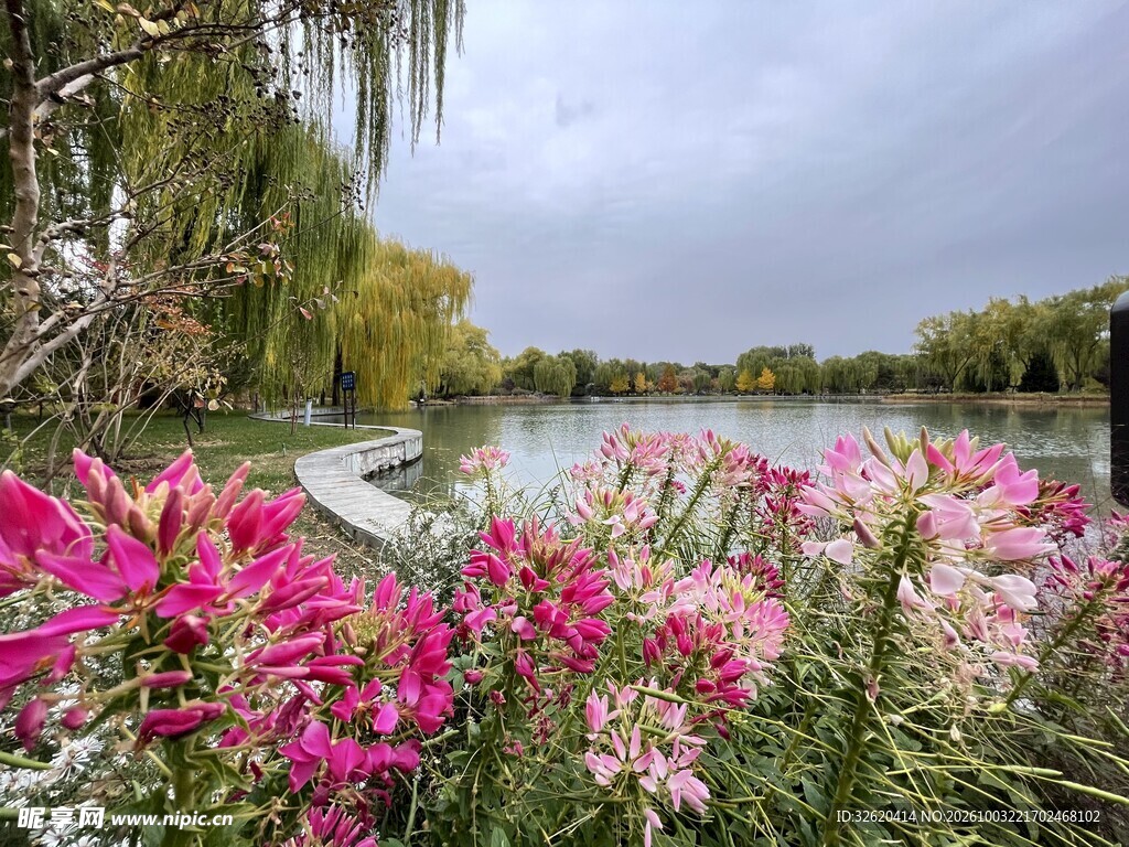 湖畔春日花景