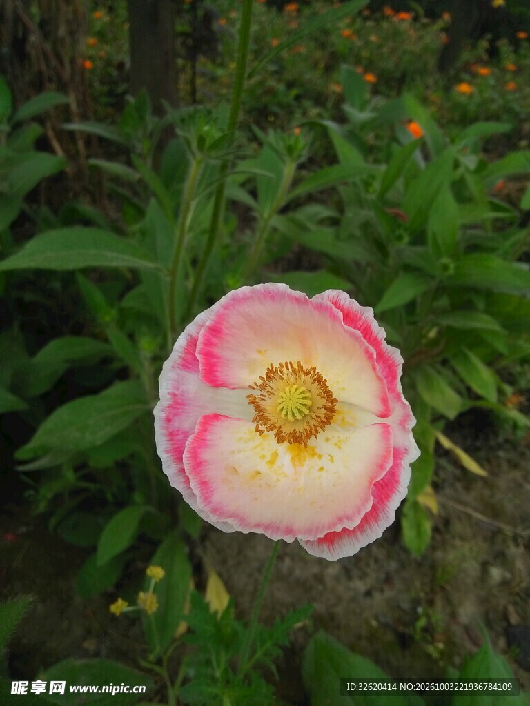 粉边虞美人花