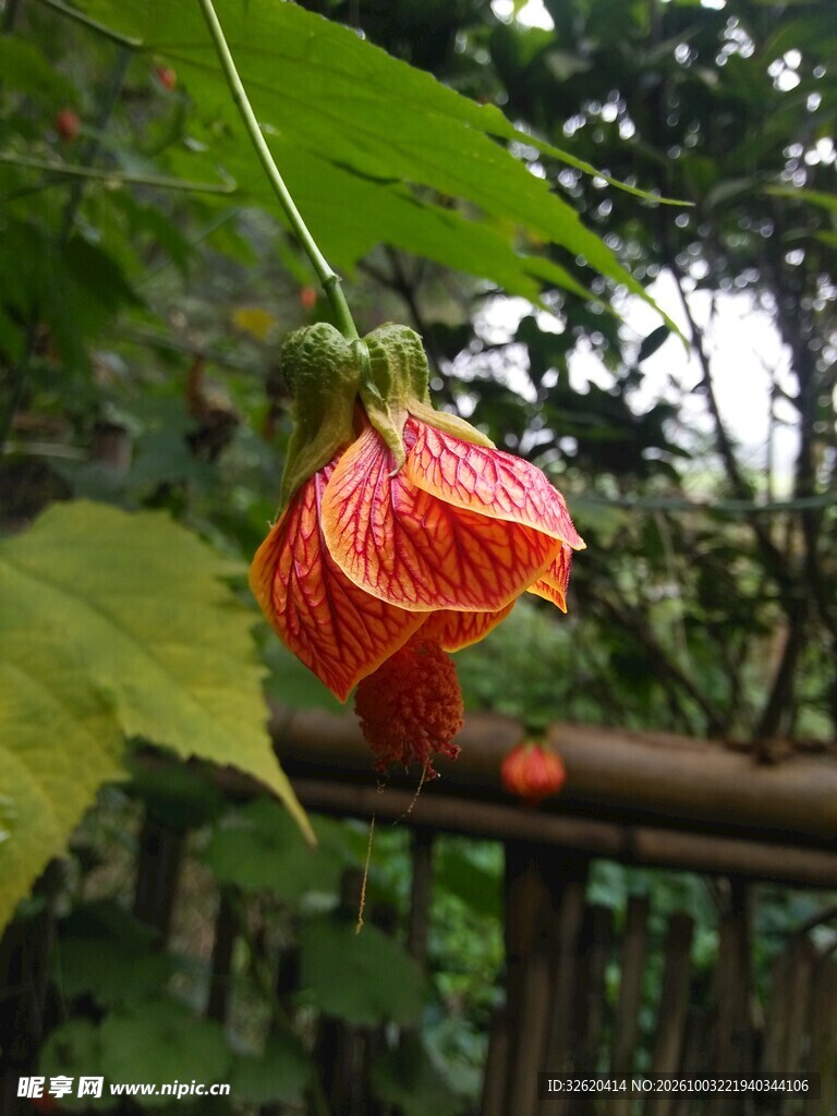 别致红色灯笼花