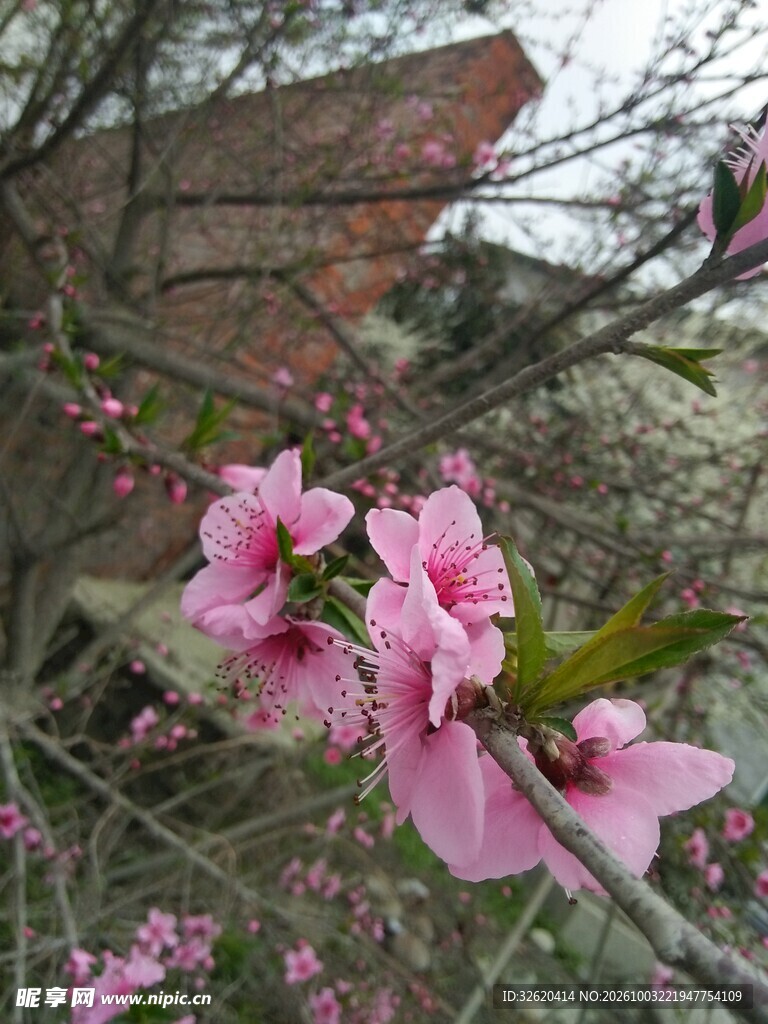 春日粉色桃花绽放