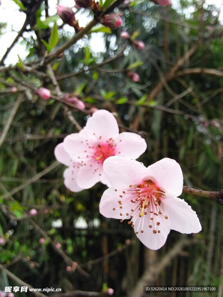 春日桃花