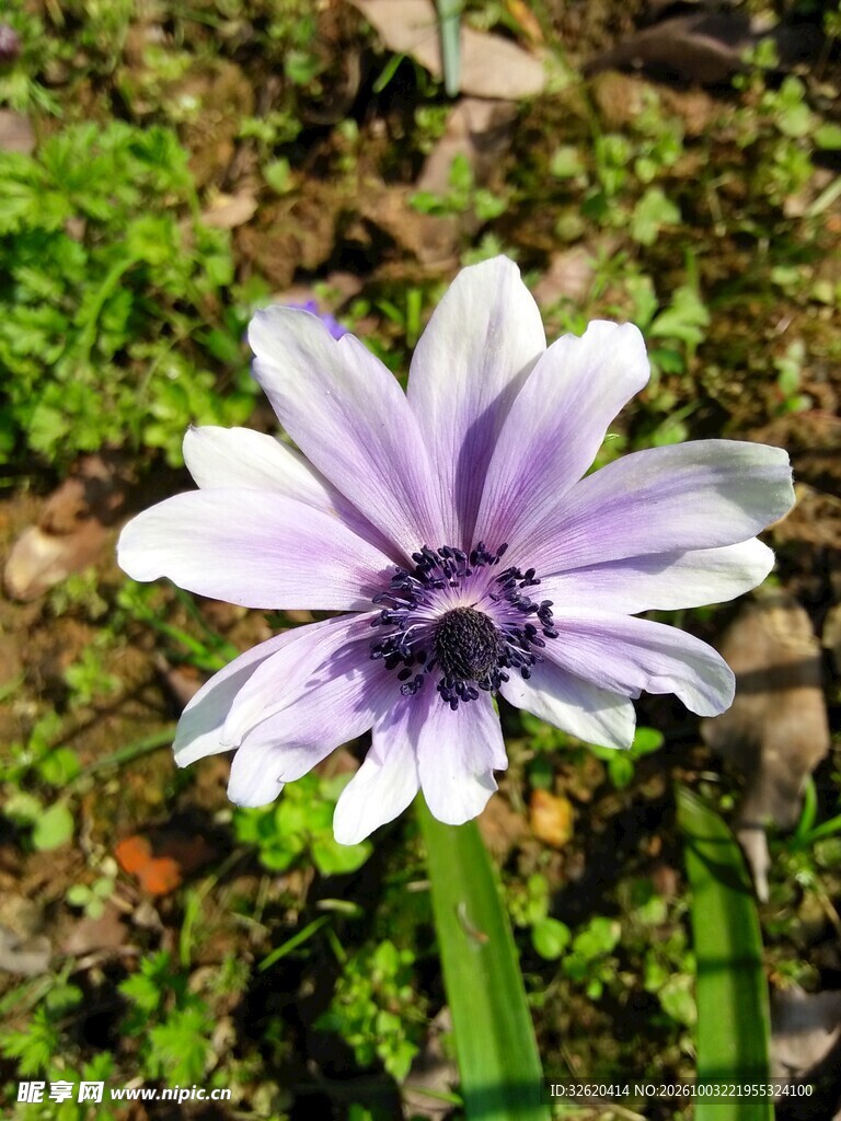 淡紫色野花特写