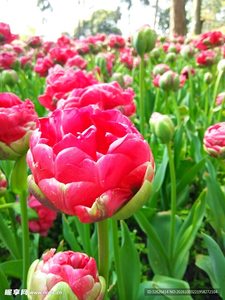 红色重瓣郁金香花田