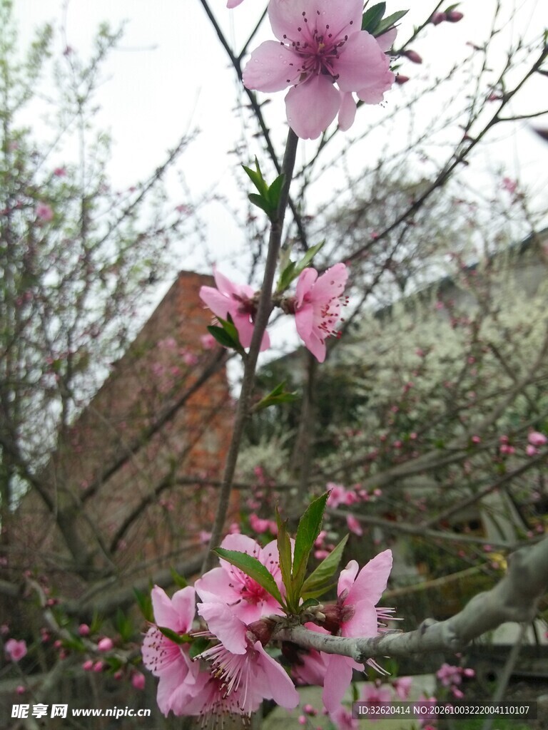 春日粉桃花枝