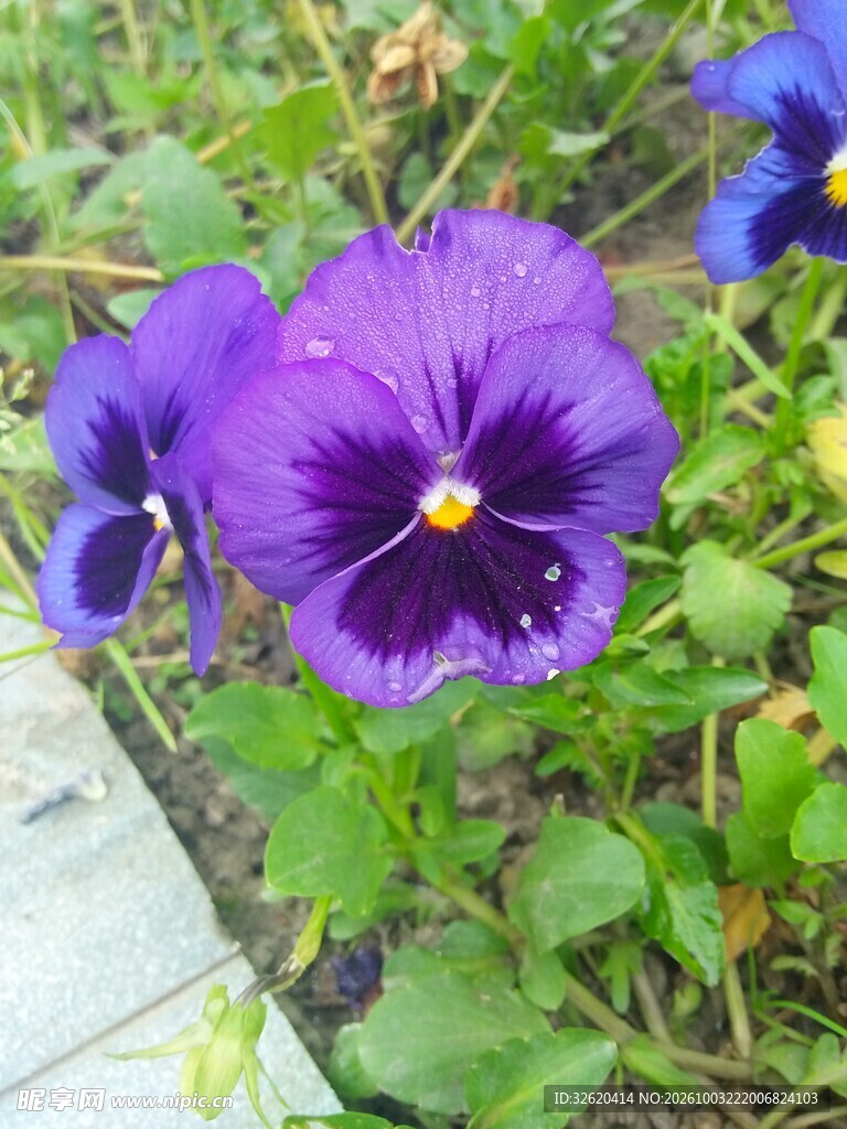 紫色三色堇