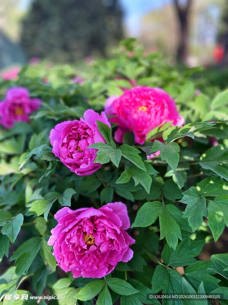 盛放的紫牡丹花丛