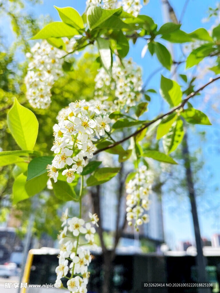 春日枝头垂挂白色花穗