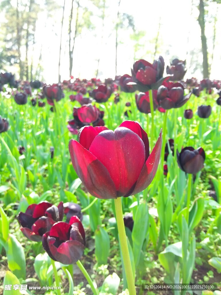 黑郁金香花田风光
