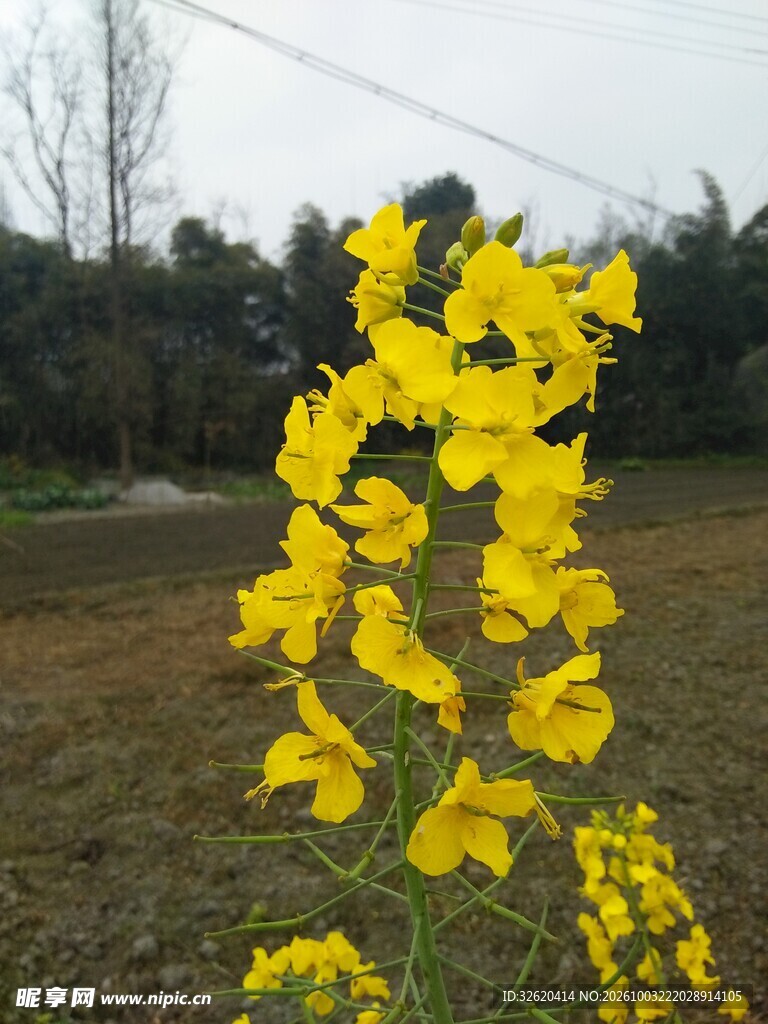 郊野油菜花