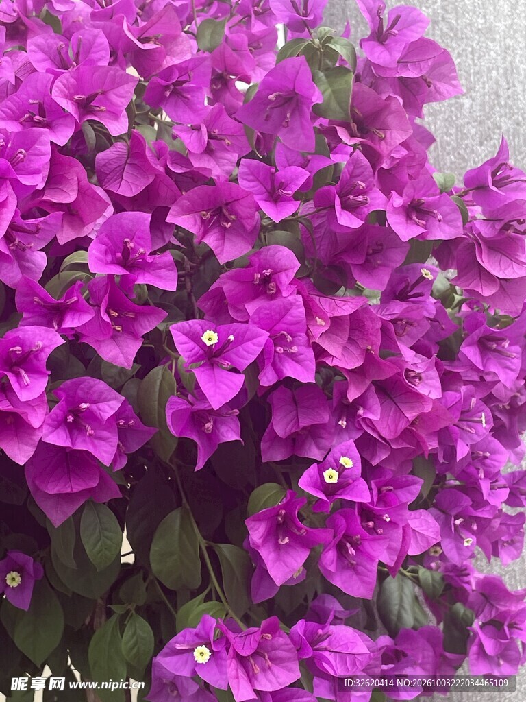 紫色三角梅花丛