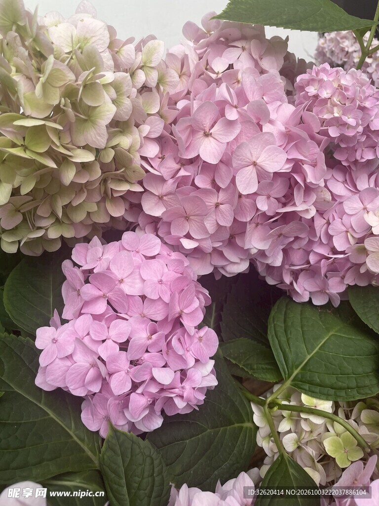 粉紫色绣球花