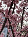春日粉花树枝仰拍