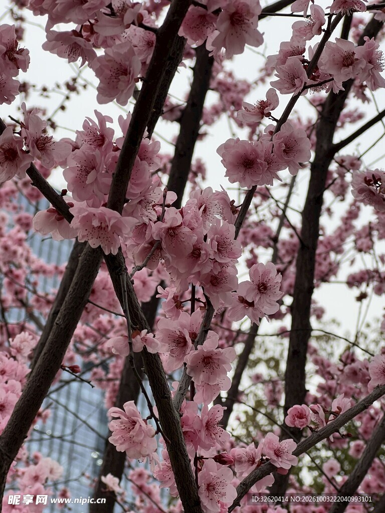 春日粉花树枝仰拍