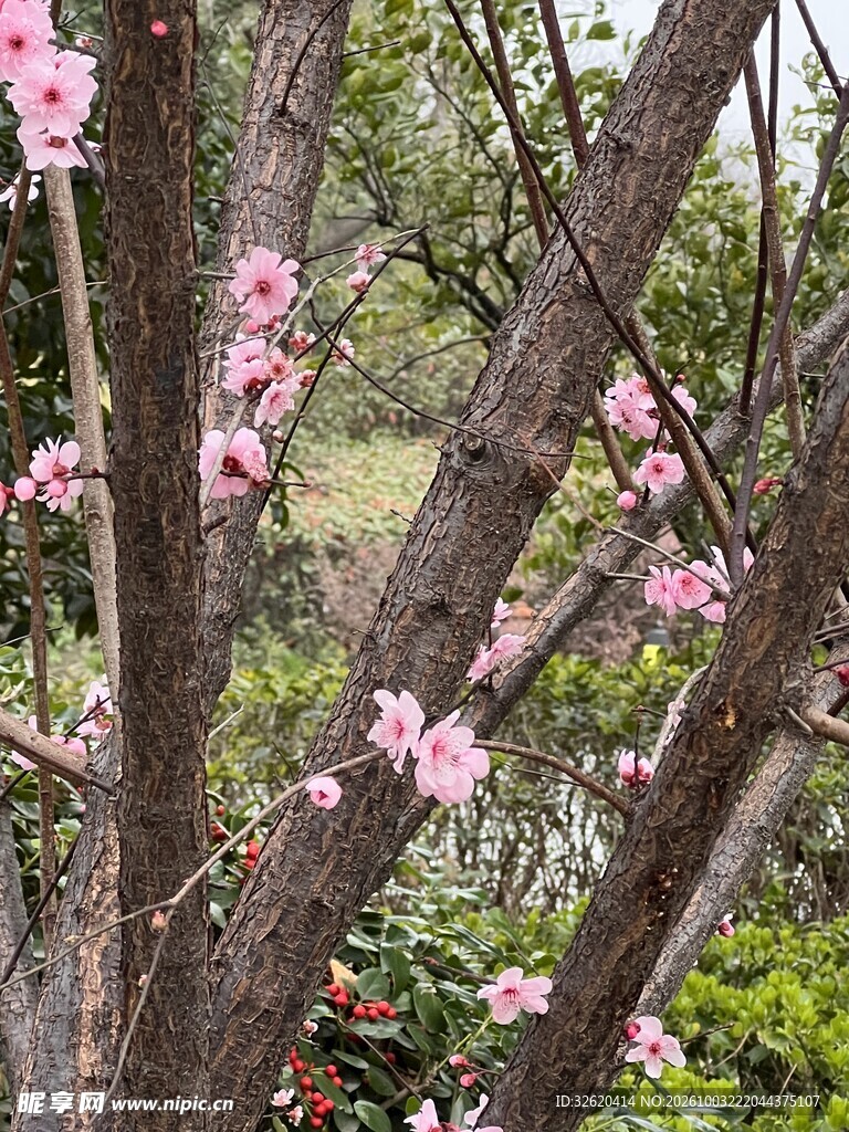 春日枝头粉花绽放
