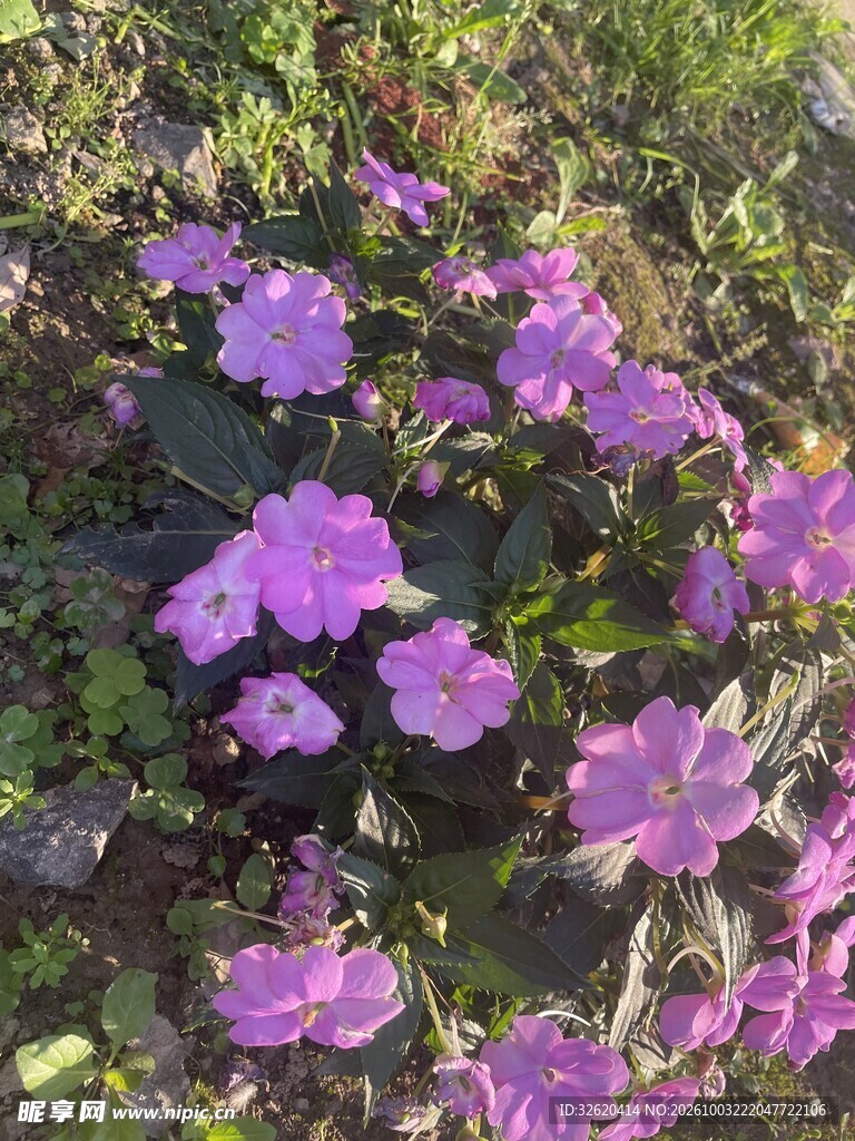 户外紫色小野花