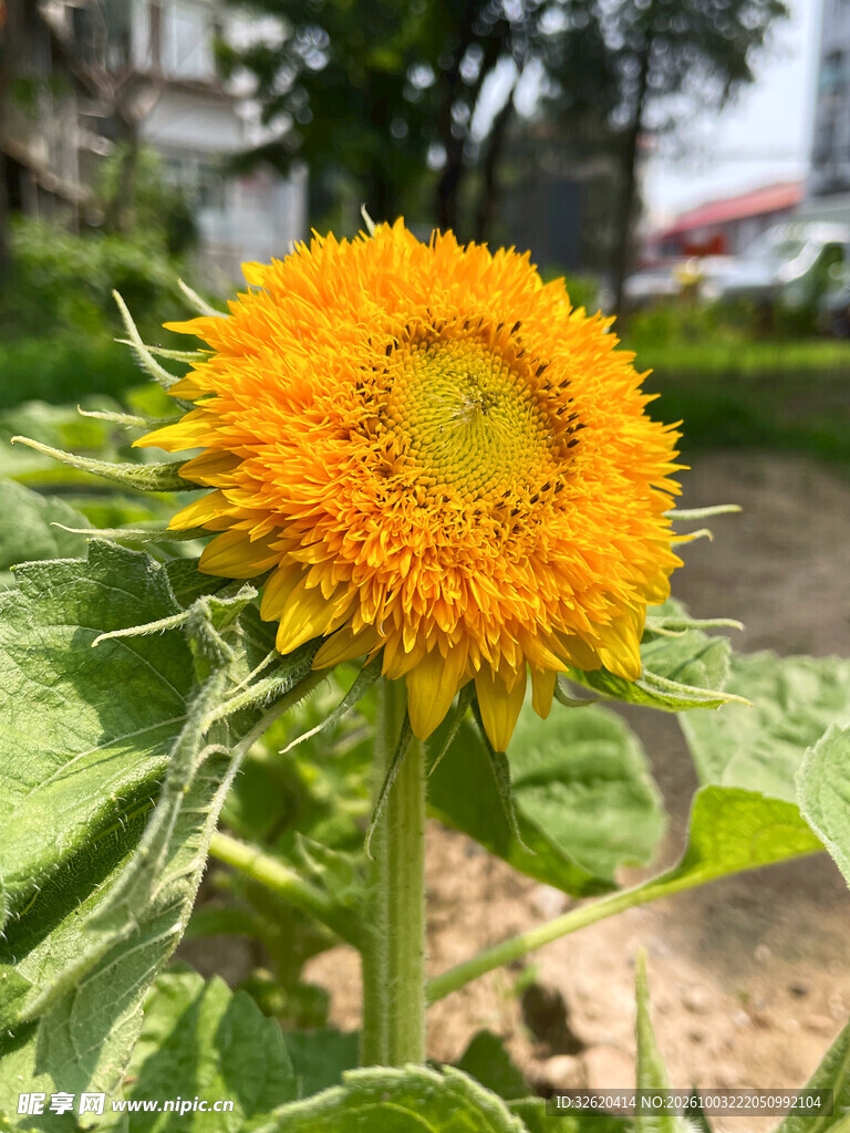 重瓣向日葵