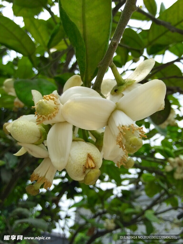 枝头绽放的柚子花