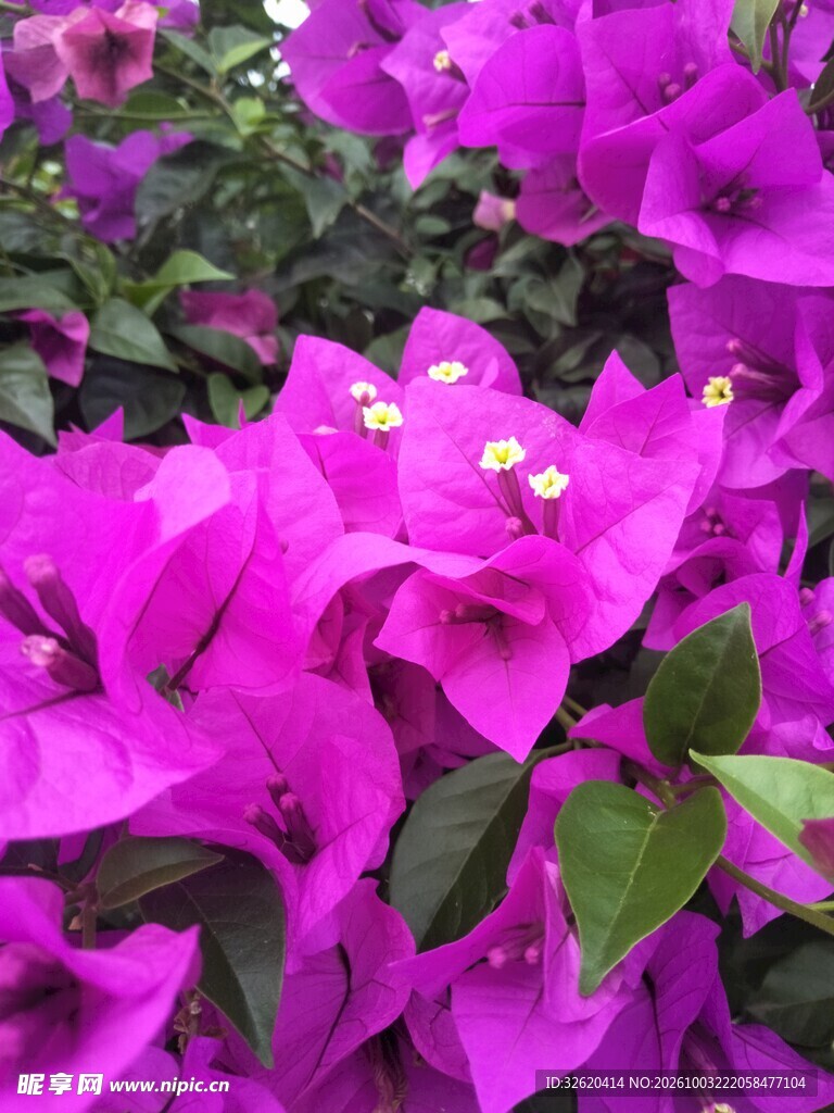 艳紫三角梅花丛