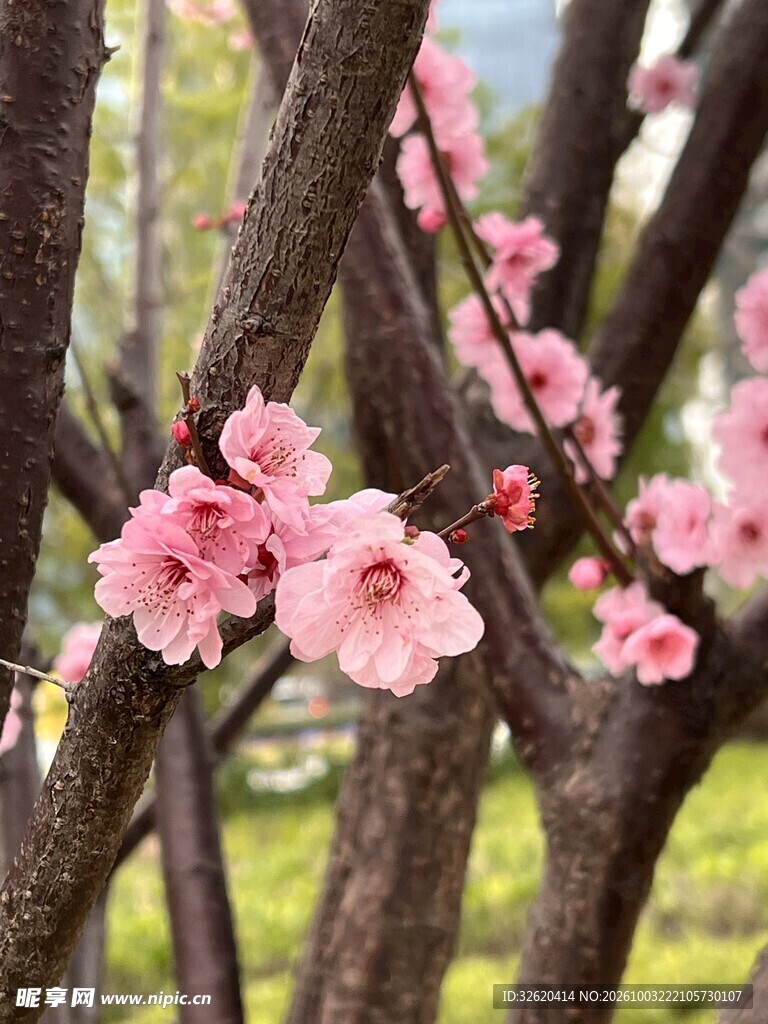 春日枝头粉梅盛开