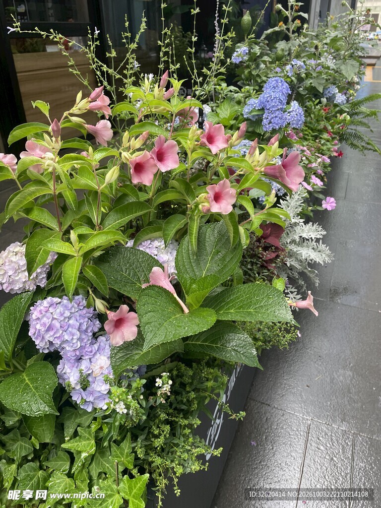 沿街花境绿植花卉景观