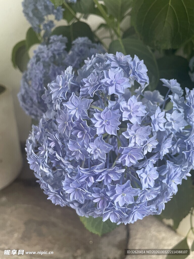 蓝紫色绣球花