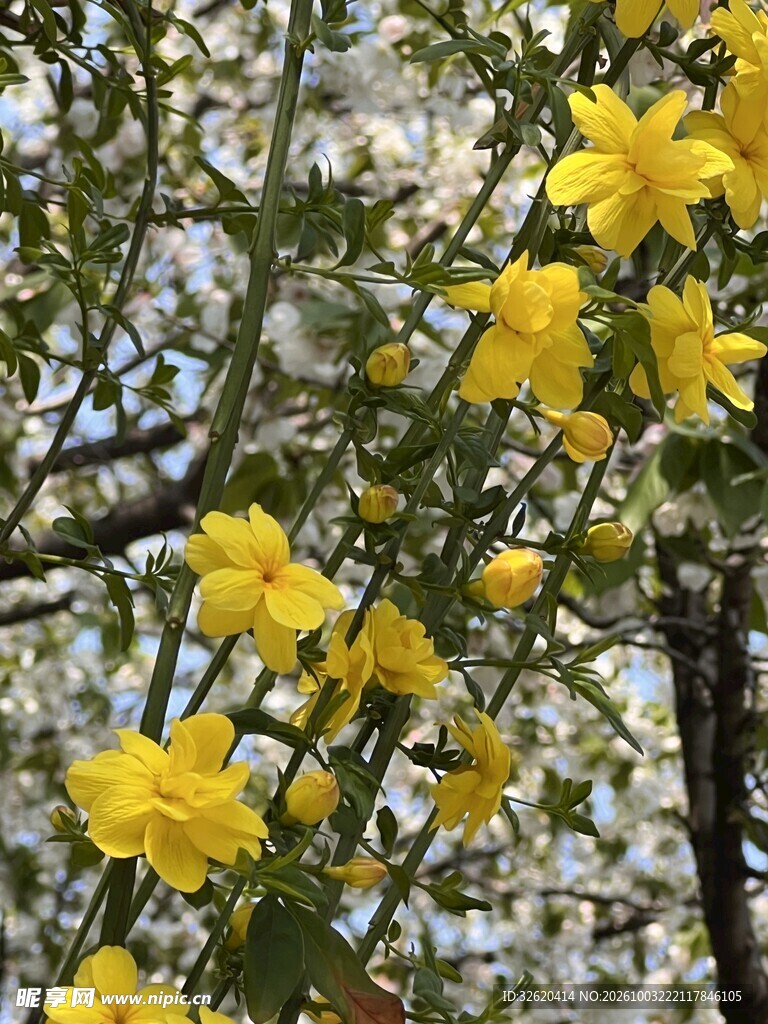 春日迎春花枝头盛放