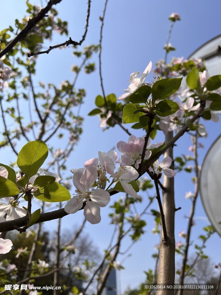 晴日枝头玉兰花