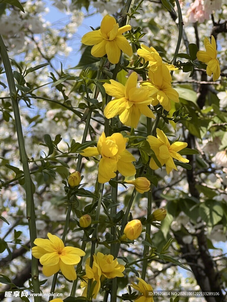 春日盛放黄色花簇
