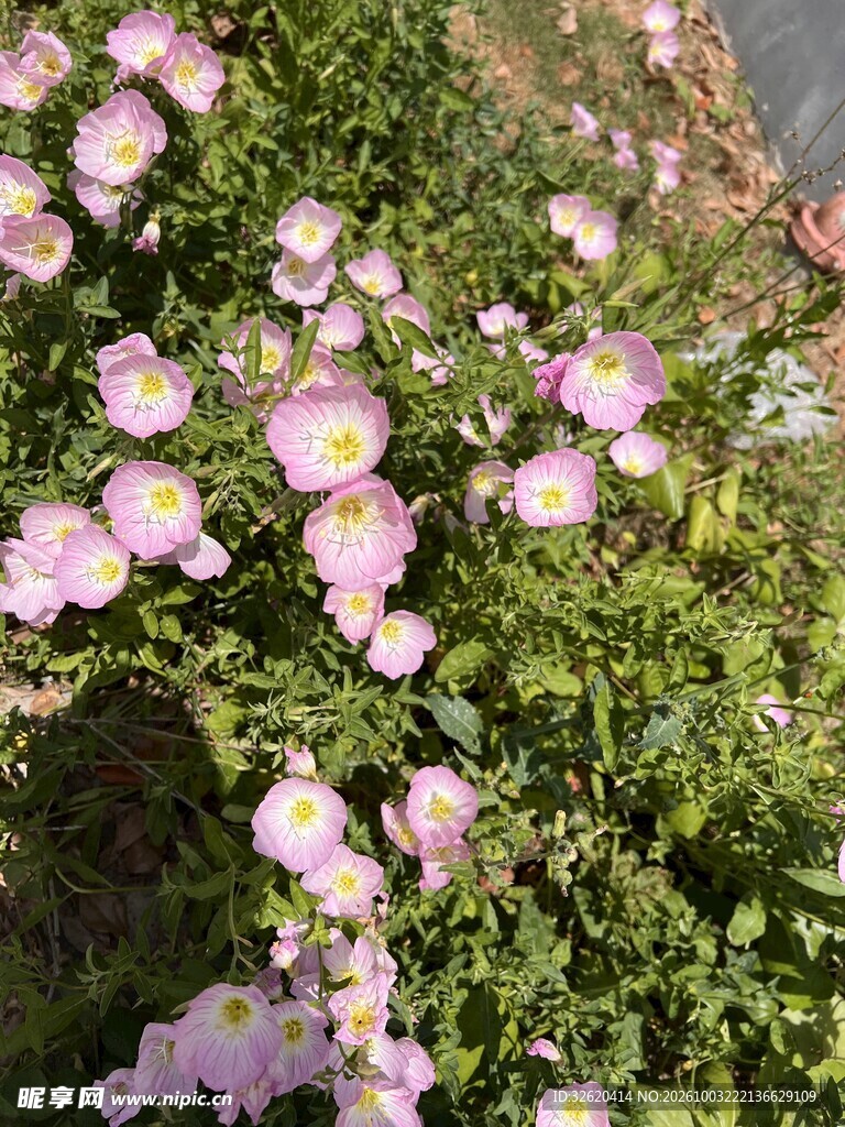粉紫小花点缀绿丛