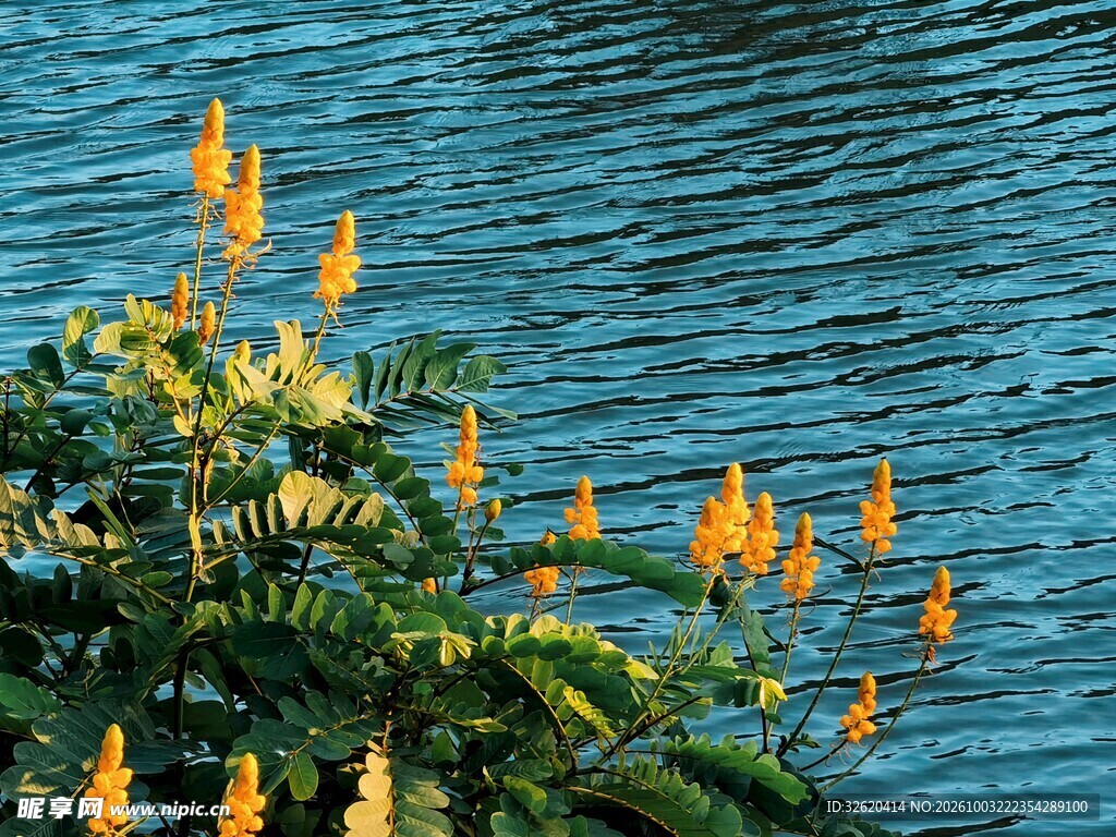 湖畔黄花水景