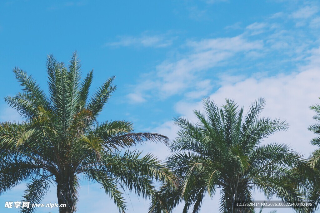 晴空下的棕榈树