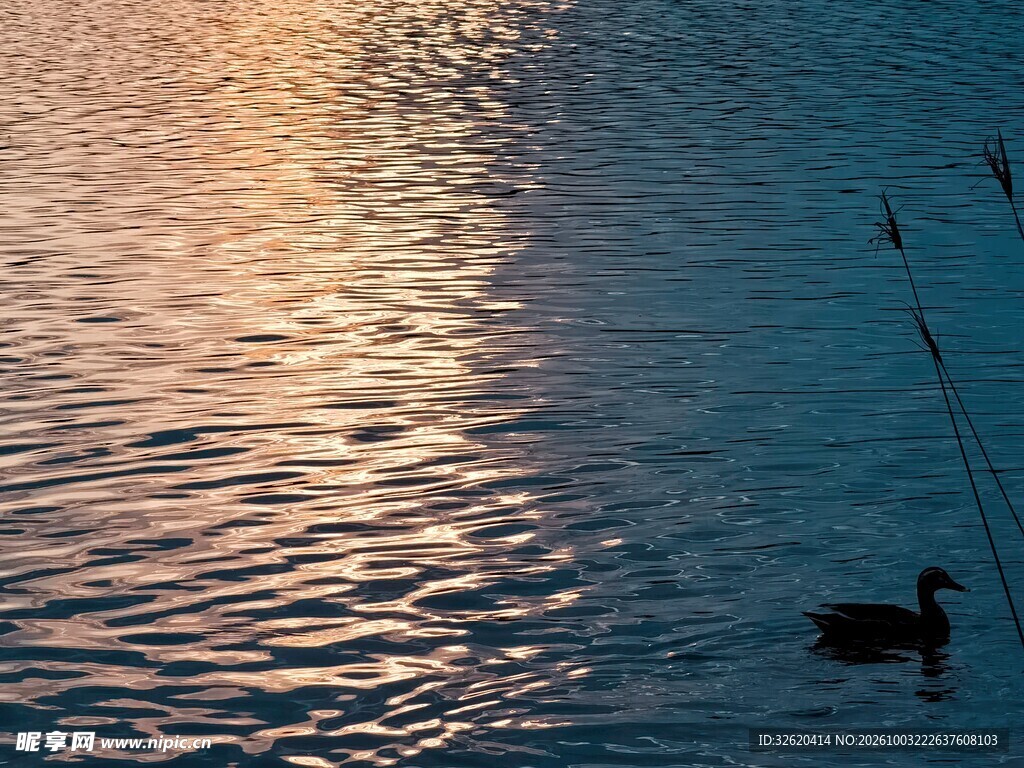 夕照湖面水鸟游