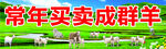常年买卖成群羊宣传图