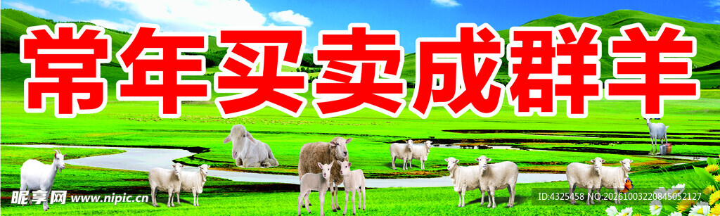 常年买卖成群羊宣传图